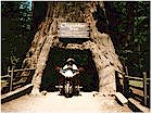 Gordon at Chandelier Tree