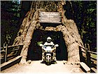 Wil at Chandelier Tree